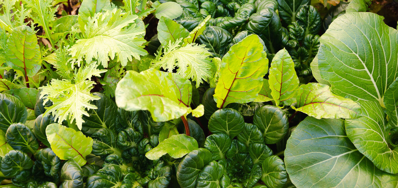 Ice-Bred Plants and Cold Hardy Vegetables – Mother Earth News - Vimarsana News